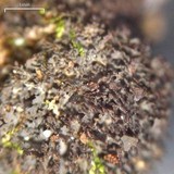 Leptogium laceroides image
