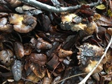 Cortinarius glutinosoarmillatus image