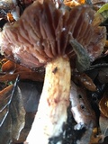Cortinarius glutinosoarmillatus image