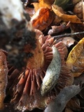 Cortinarius glutinosoarmillatus image