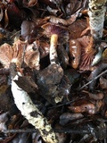 Cortinarius glutinosoarmillatus image