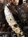 Cortinarius glutinosoarmillatus image
