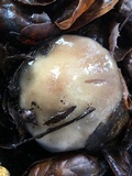 Cortinarius glutinosoarmillatus image