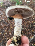 Cortinarius glutinosoarmillatus image