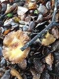 Cortinarius glutinosoarmillatus image