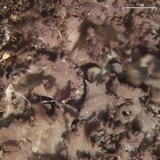 Leptogium laceroides image