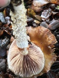 Cortinarius glutinosoarmillatus image
