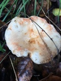 Cortinarius glutinosoarmillatus image