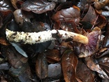 Cortinarius glutinosoarmillatus image