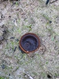 Plicaria endocarpoides image