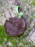 Plicaria endocarpoides image