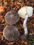 Melanoleuca subpulverulenta image