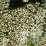 Punctelia appalachensis image