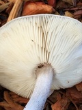 Melanoleuca subpulverulenta image
