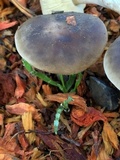 Melanoleuca subpulverulenta image