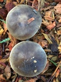 Melanoleuca subpulverulenta image