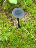Arrhenia chlorocyanea image