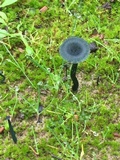 Arrhenia chlorocyanea image