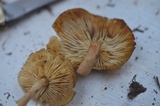 Leucoinocybe lenta image