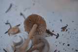 Leucoinocybe lenta image