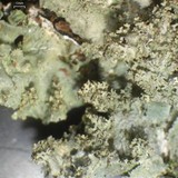 Punctelia appalachensis image