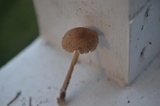 Leucoinocybe lenta image