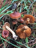 Cortinarius obtusus image