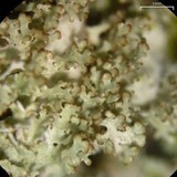 Punctelia appalachensis image