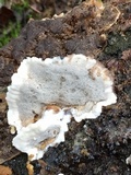 Bjerkandera adusta image