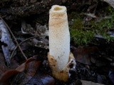 Phallus ravenelii image