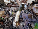 Phallus ravenelii image