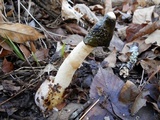 Phallus ravenelii image