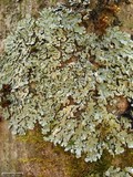 Myelochroa aurulenta image