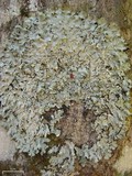 Myelochroa aurulenta image