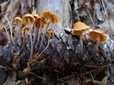 Xeromphalina cauticinalis image