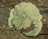 Flavoparmelia baltimorensis image