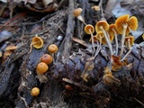 Xeromphalina cauticinalis image