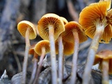 Xeromphalina cauticinalis image