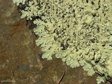 Flavoparmelia baltimorensis image