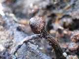 Crinipellis zonata image