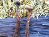 Crinipellis zonata image