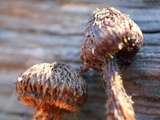 Crinipellis zonata image