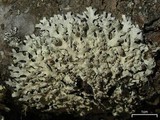 Hypotrachyna osseoalba image