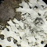 Hypotrachyna osseoalba image
