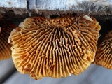Gloeophyllum sepiarium image