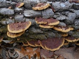 Phellinus gilvus image