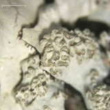 Hypotrachyna osseoalba image