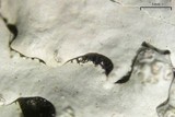 Hypotrachyna osseoalba image
