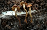 Xeromphalina cauticinalis image