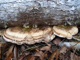 Trametes lactinea image